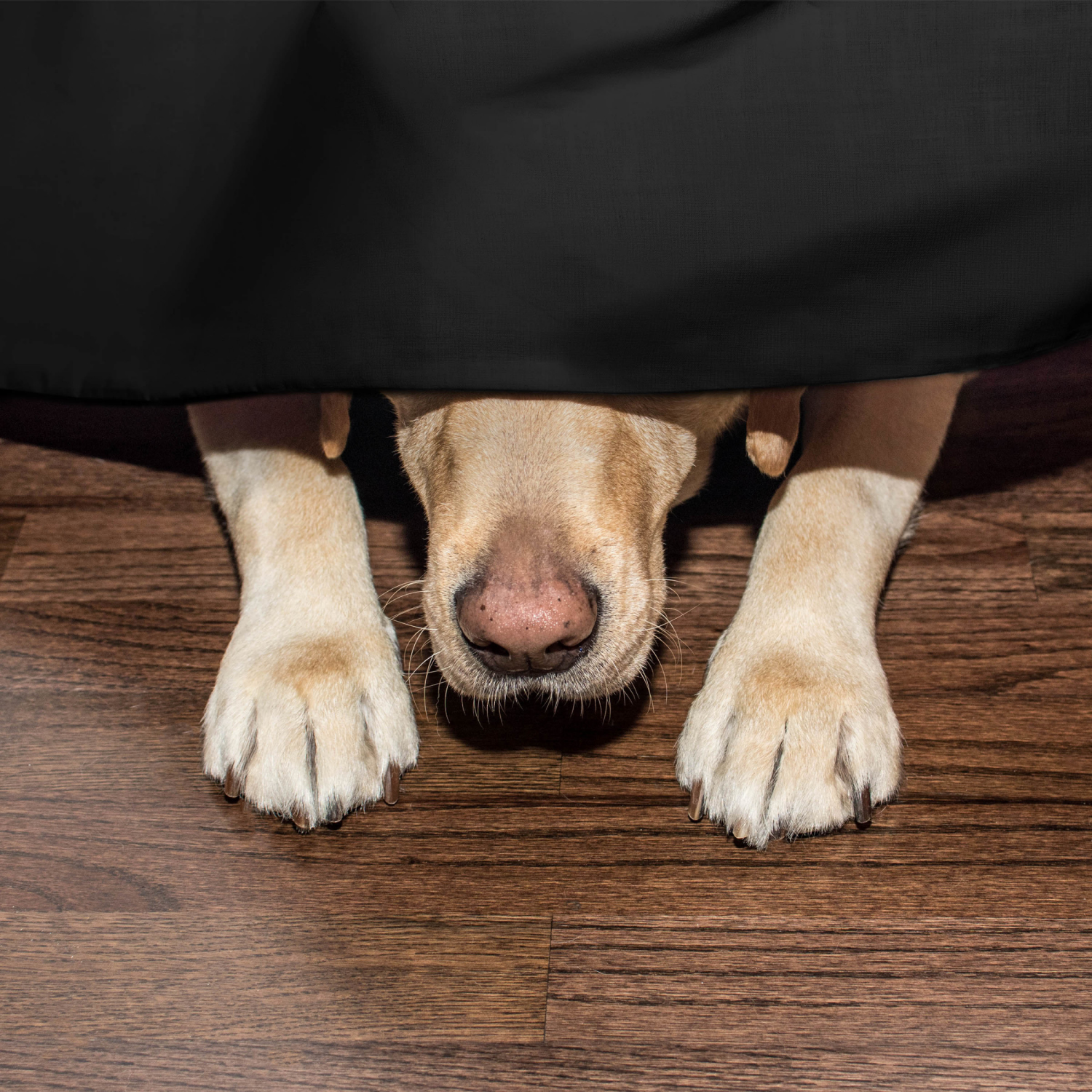 slide 4 of 8, Martex Luxury, Inverted Pleat Bedskirt, King, Black, King Size