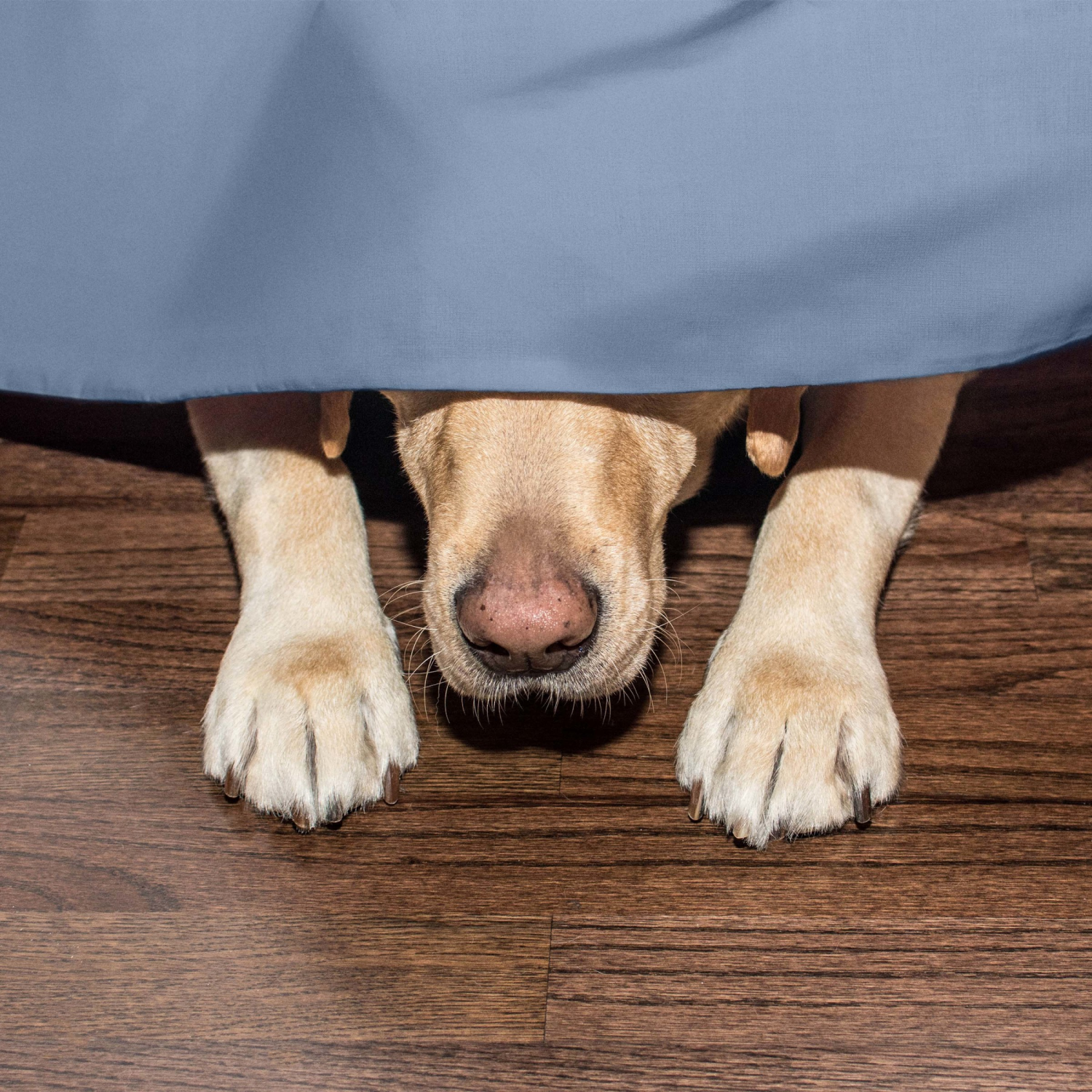 slide 4 of 8, Martex Luxury, Inverted Pleat Bedskirt, King, Blue, King Size