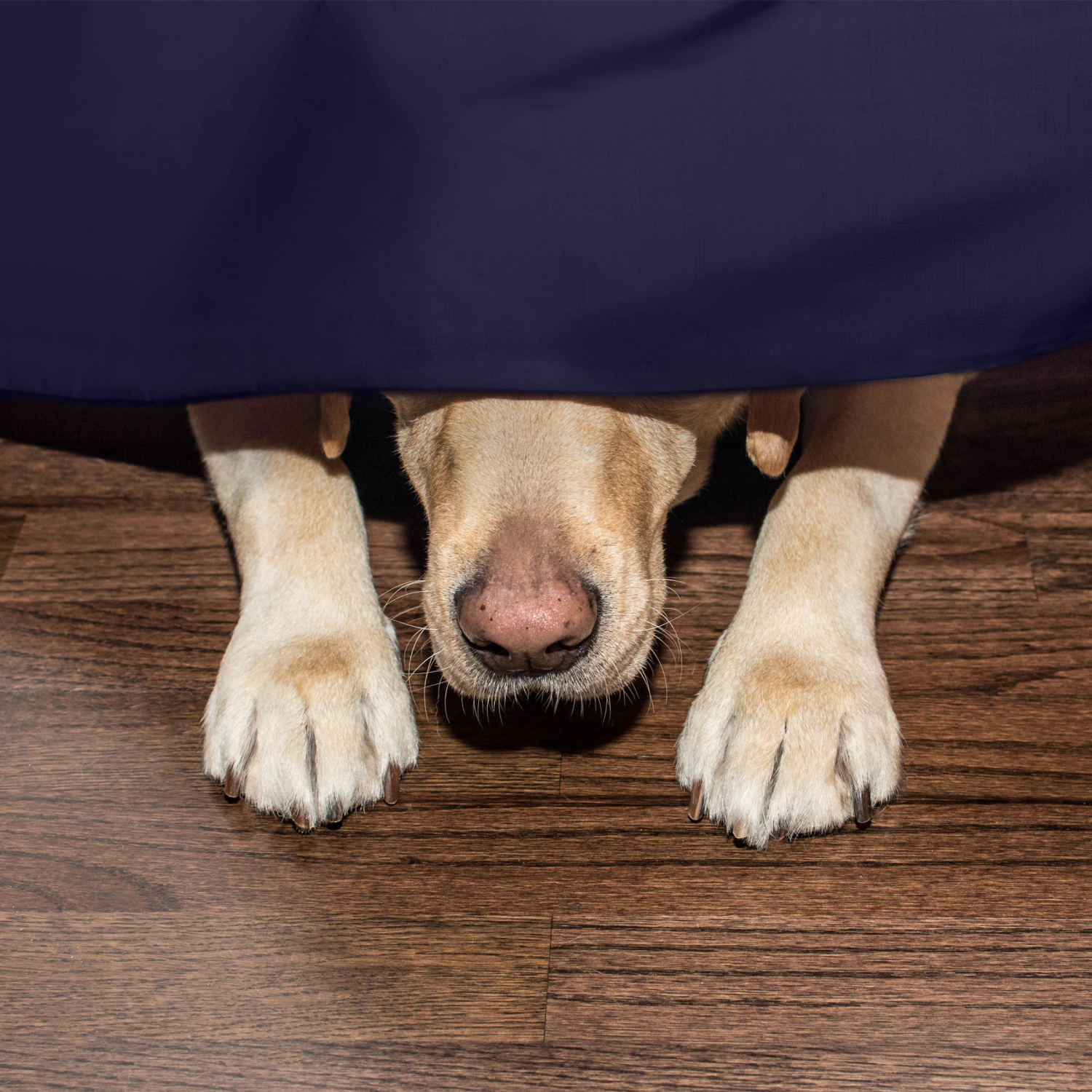 slide 4 of 8, Martex Luxury, Inverted Pleat Bedskirt, King, Navy, King Size