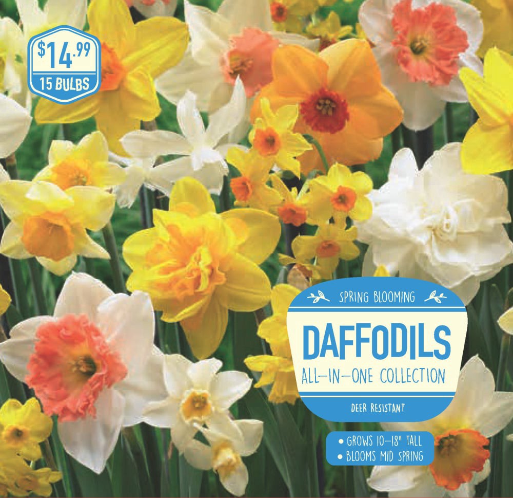 slide 1 of 1, Daffodil All-in-One Collection, 15 ct, 15 ct