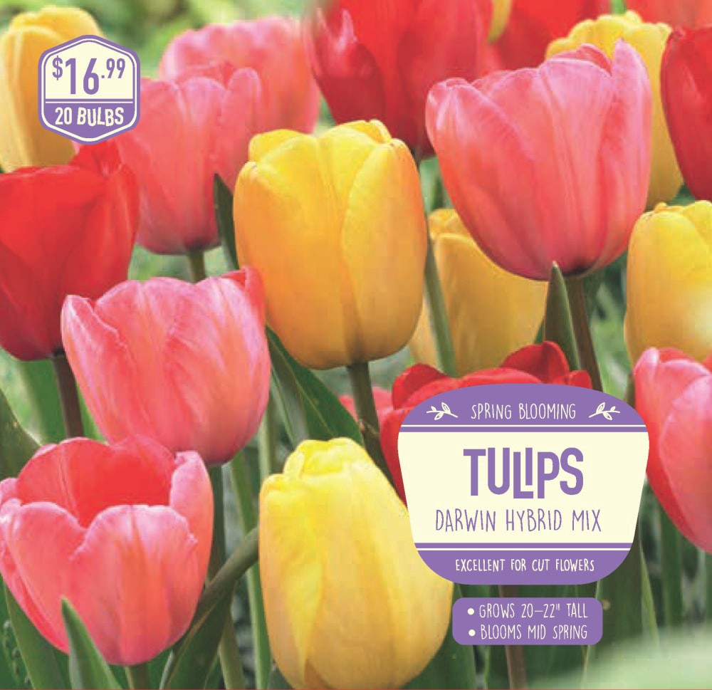 slide 1 of 1, Garden State Bulb Tulip Darwin Hybrid Mix, 20 ct, 20 ct