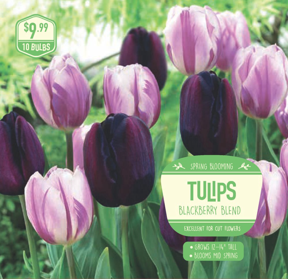 slide 1 of 1, Garden State Bulb Tulip Blackberry Blend, 10 ct, 10 ct