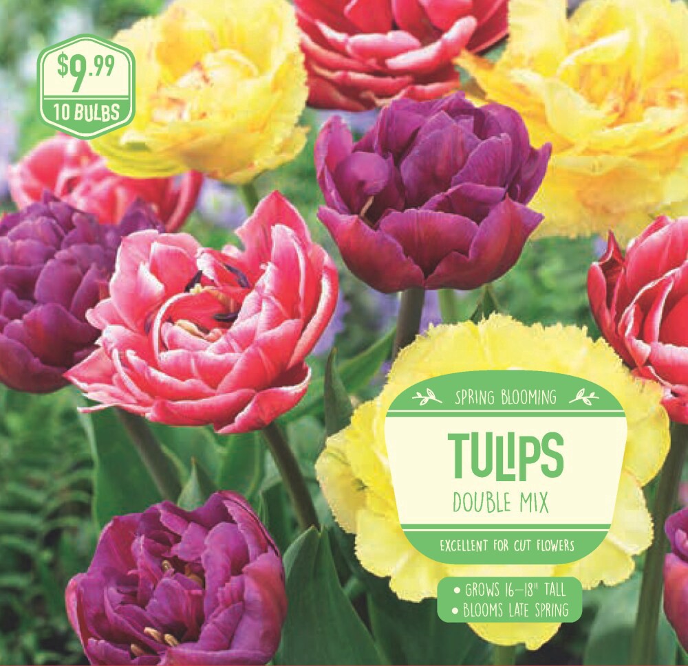 slide 1 of 1, Garden State Bulb Tulip Double Mix, 10 ct, 10 ct