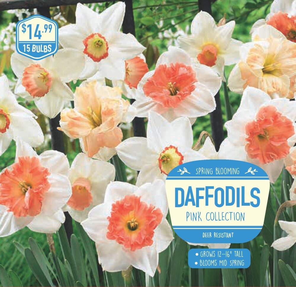 slide 1 of 1, Daffodil Pink Collection, 15 ct, 15 ct