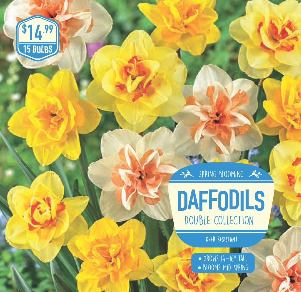 slide 1 of 1, Daffodil Double Collection, 15 ct, 15 ct