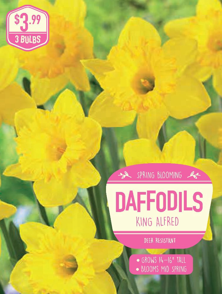 slide 1 of 1, Daffodil King Alfred, 3 ct, 3 ct