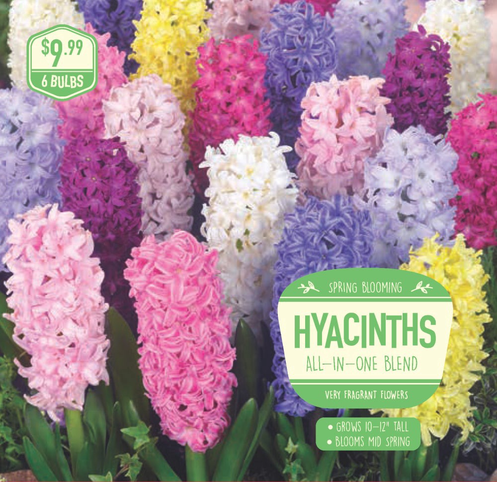 slide 1 of 1, Hyacinth All-In-One Blend, 6 ct, 6 ct