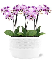 Central Market Orchid Planter