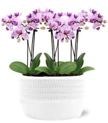 Central Market Orchid Planter