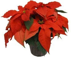 Assorted Poinsettia 4 inch in Foil Covered Pot