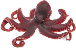 Mediterranean Octopus