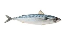 Whole Spanish Mackeral