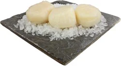 Fresh U-10 Atlantic Sea Scallops