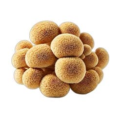 Caputo & Guest Lion's Mane Mushrooms