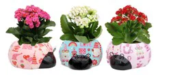 Gnome Kalanchoe in Love Bug Ceramic Pot, 2.5 in