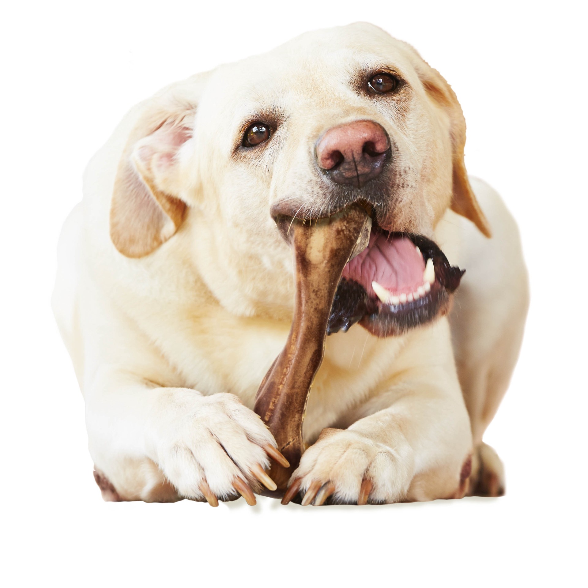 slide 7 of 10, Nylabone H E Wild Venison Lg, 1 ct