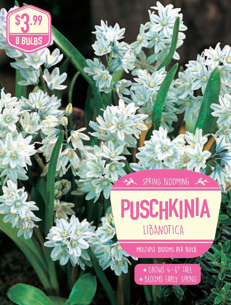 slide 1 of 1, Puschkinia Libanotica Bulbs, 8 ct, 8 ct