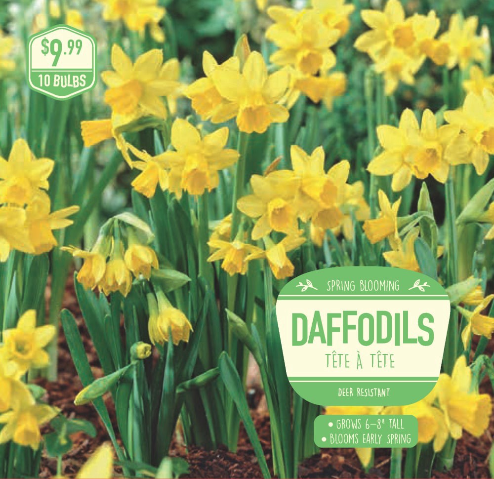 slide 1 of 1, Garden State Bulb Daffodil Tete-a-Tete, 10 ct, 10 ct