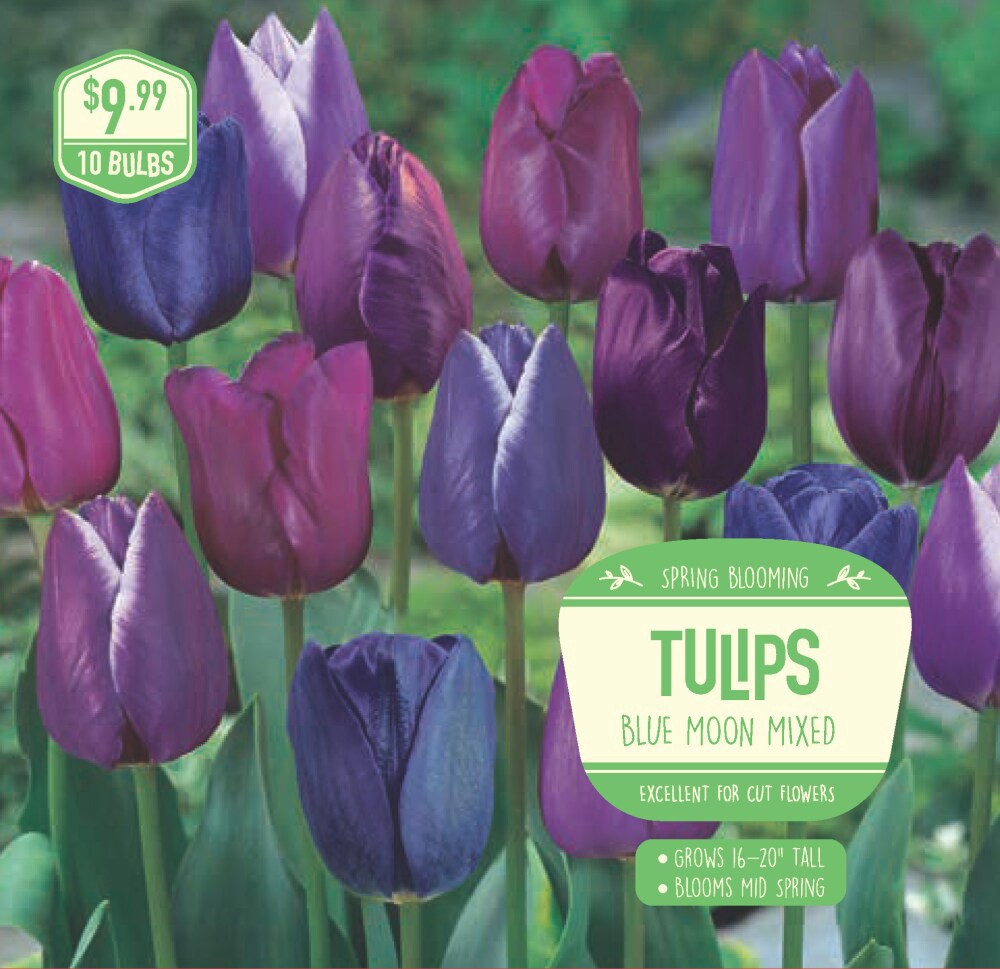 slide 1 of 1, Garden State Bulb Tulips Blue Moon Mixed, 10 ct, 10 ct