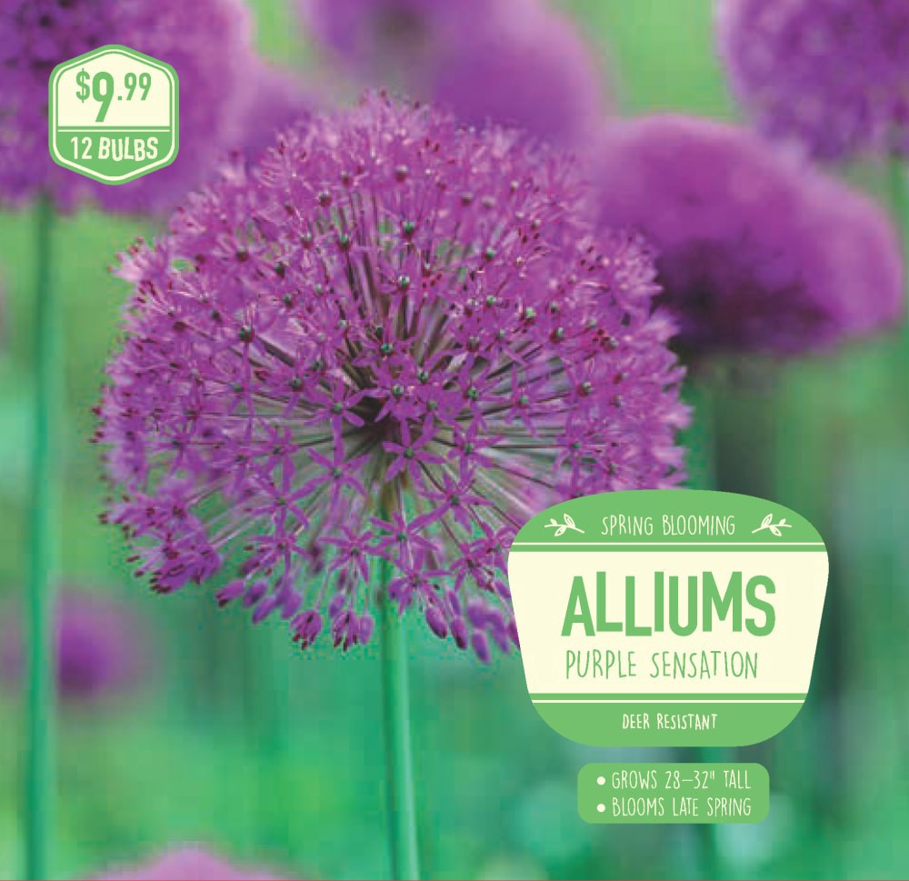 slide 1 of 1, Garden State Bulb Allium Purple Sensation, 12 ct, 12 ct