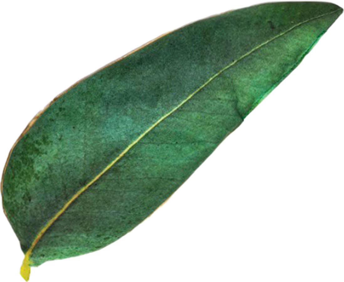 slide 1 of 1, Baudelaire Eucalyptus Leaf Headache & Sinus Relief Pillow, 7 oz