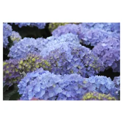 Hydrangea Poppet Assortment