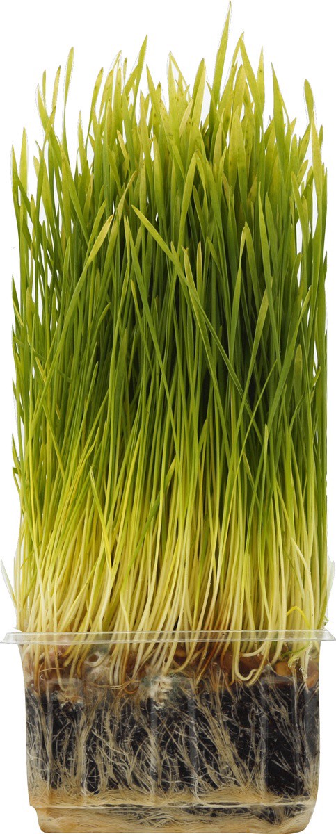 slide 2 of 4, Urban Produce Wheat Grass Organic - Each, per lb