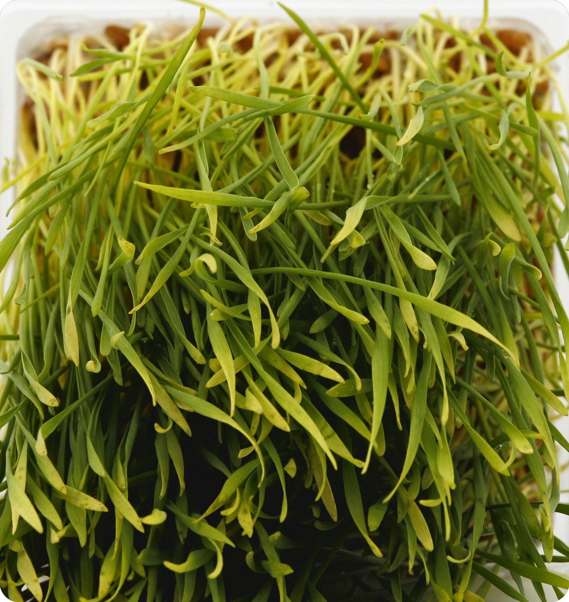 slide 3 of 4, Urban Produce Wheat Grass Organic - Each, per lb