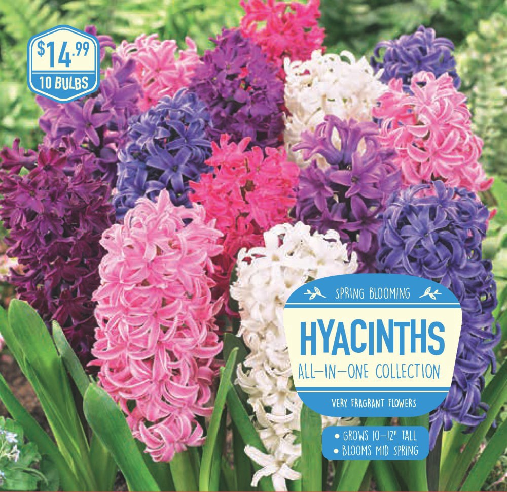 slide 1 of 1, Hyacinth All-In-One Collection, 10 ct, 10 ct