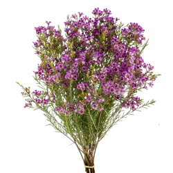 Jolo Flowers Inc. Wax Flower Stems