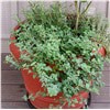 slide 9 of 9, Bonnie Plants  Oregano Greek, 19.3 oz