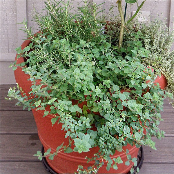 slide 6 of 9, Bonnie Plants  Oregano Greek, 19.3 oz