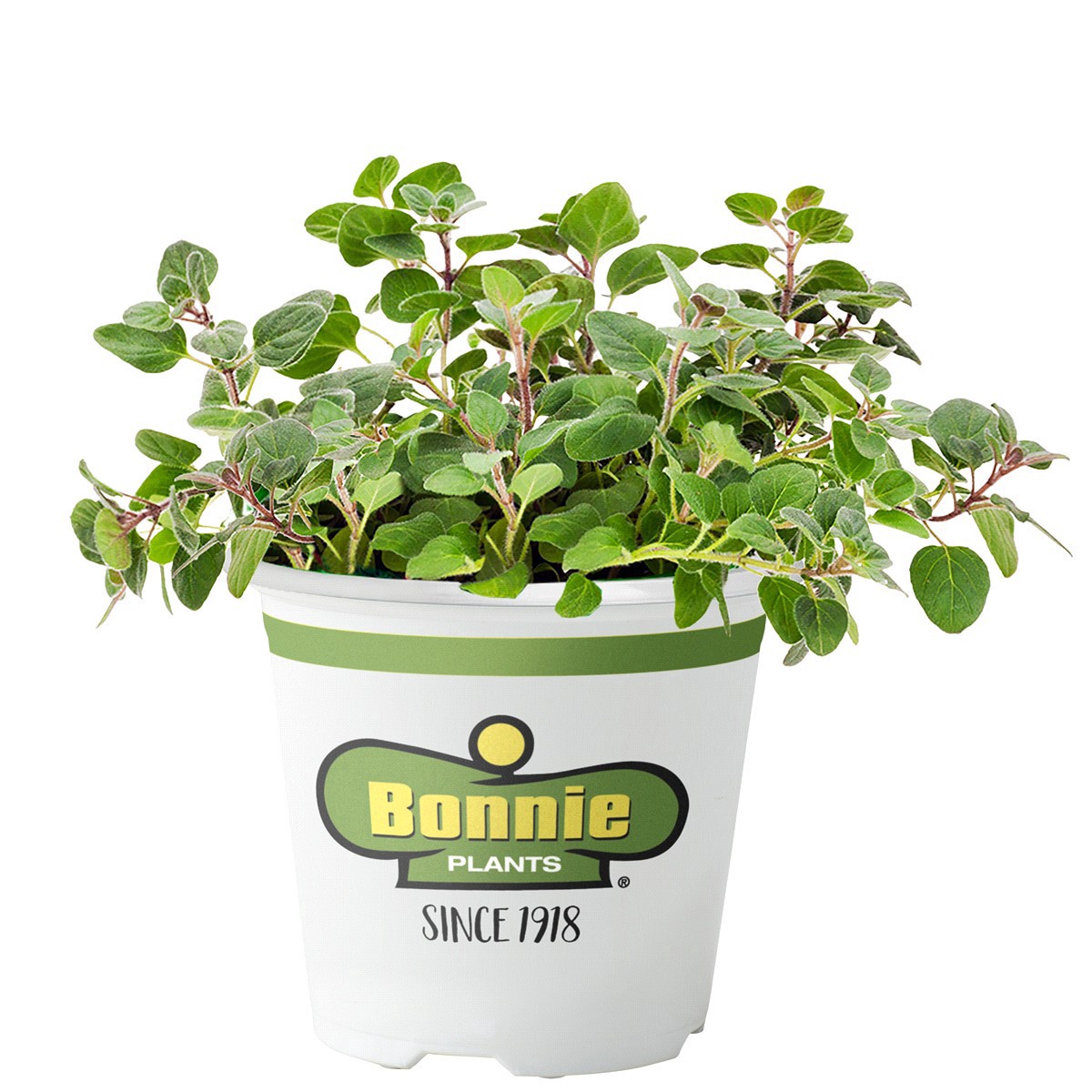 slide 1 of 9, Bonnie Plants  Oregano Greek, 19.3 oz