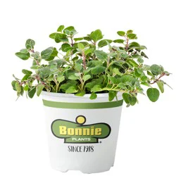 Bonnie Plants  Oregano Greek