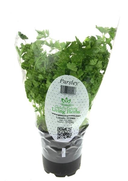 slide 1 of 1, Giesel's Greens Living Herbs Parsley, 1 ct