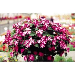 10.0 Hanging Basket Annual