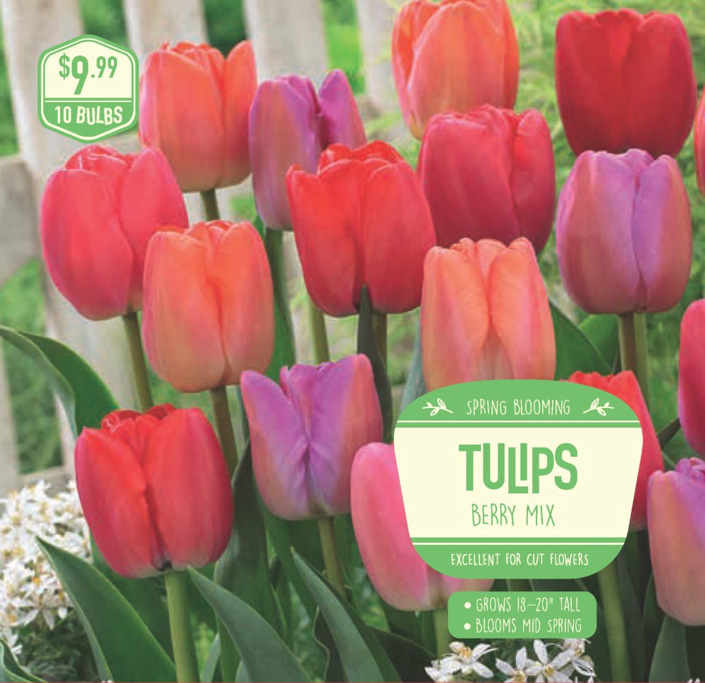 slide 1 of 1, Garden State Bulb Tulip Berry Mix, 10 ct, 10 ct
