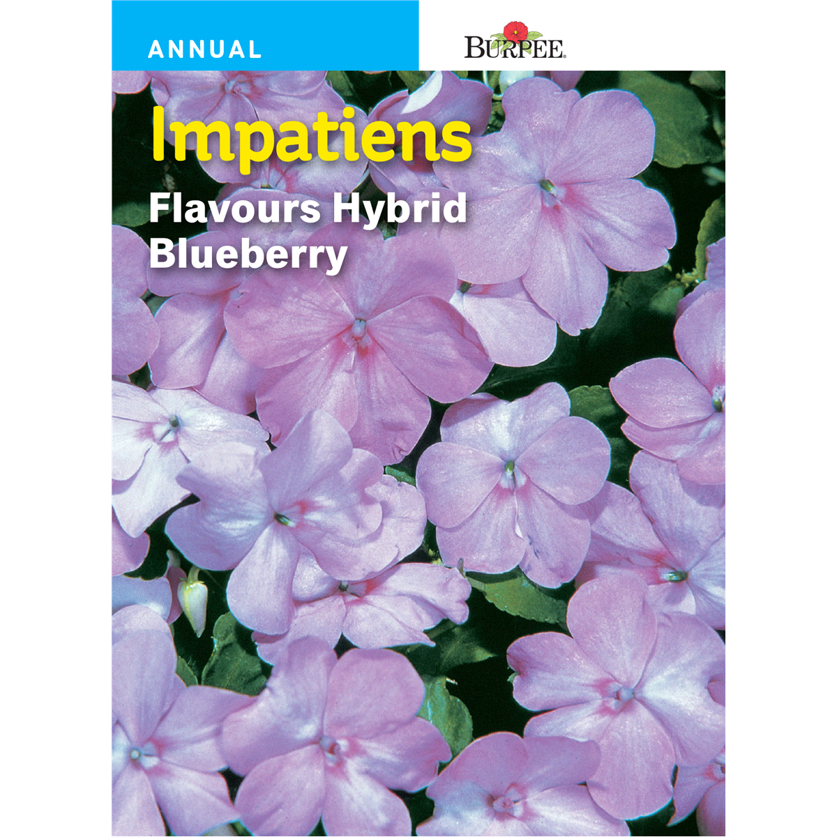 slide 1 of 1, Burpee Impatiens Flavours Hybrid Blueberry Seeds - Blue, 1 ct