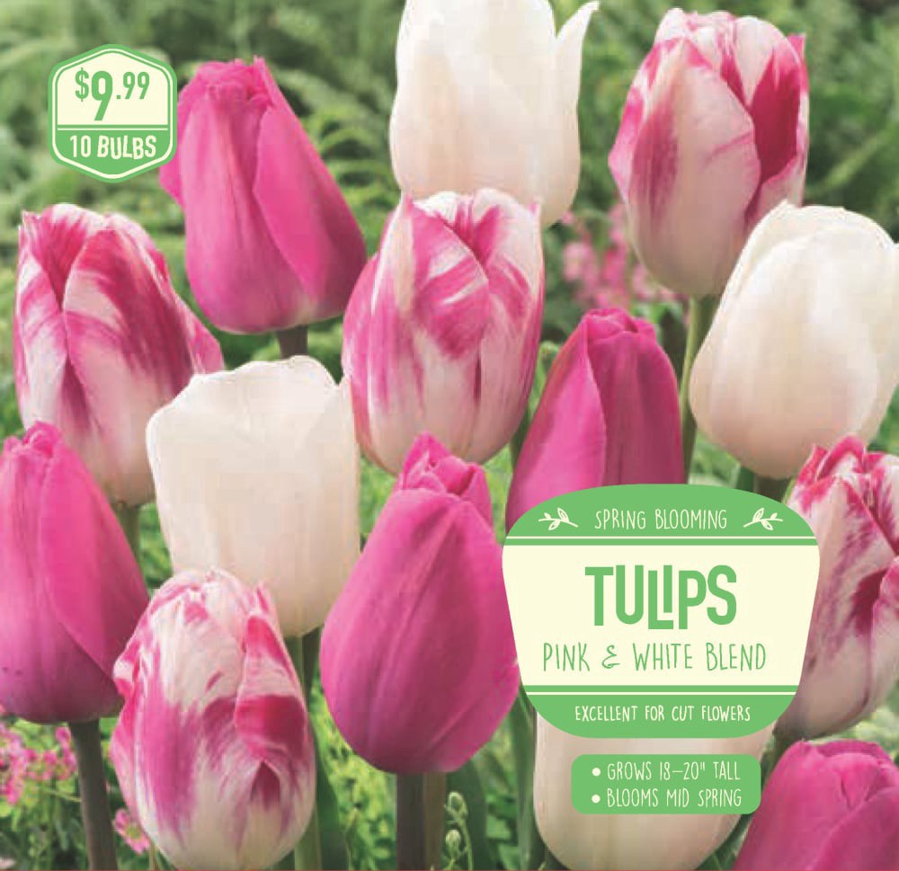 slide 1 of 1, Garden State Bulb Tulip Pink and White, 10 ct, 10 ct