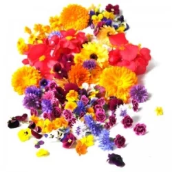 Kateri Herb Edible Flowers Organic