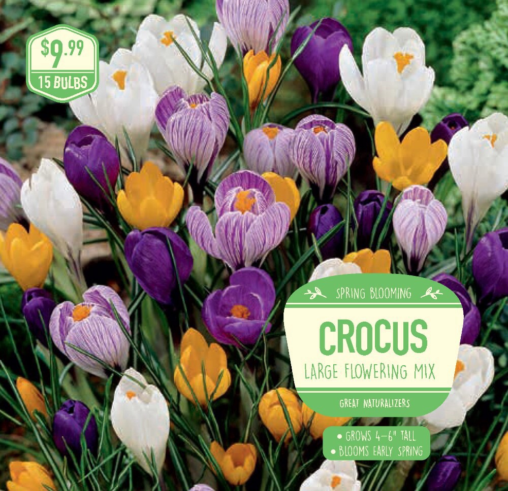 slide 1 of 1, Garden State Bulb Crocus Large Flowering, 15 ct, 15 ct