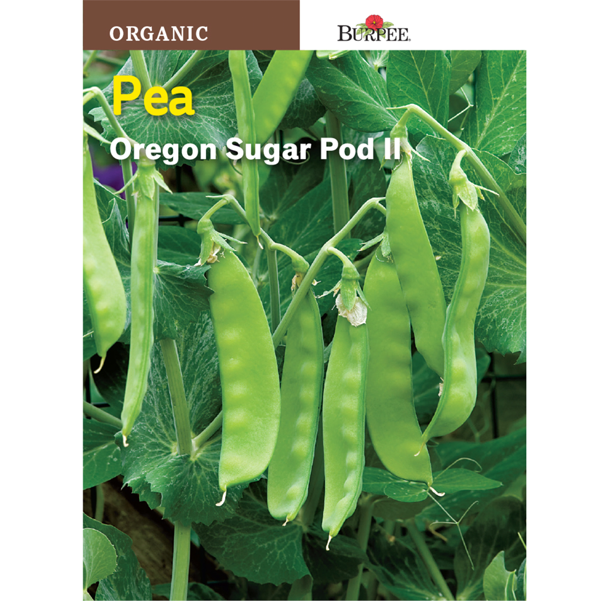 slide 1 of 1, Burpee Organic Pea Oregon Sugar Pod Seeds, 1 ct