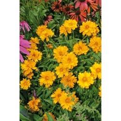 Coreopsis (Tickseed)