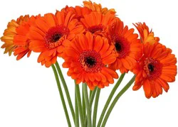 Central Market Germini Daisies