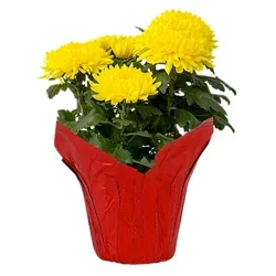 Mum Chinese New Year - 6.5 INCH