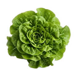 Butter Lettuce