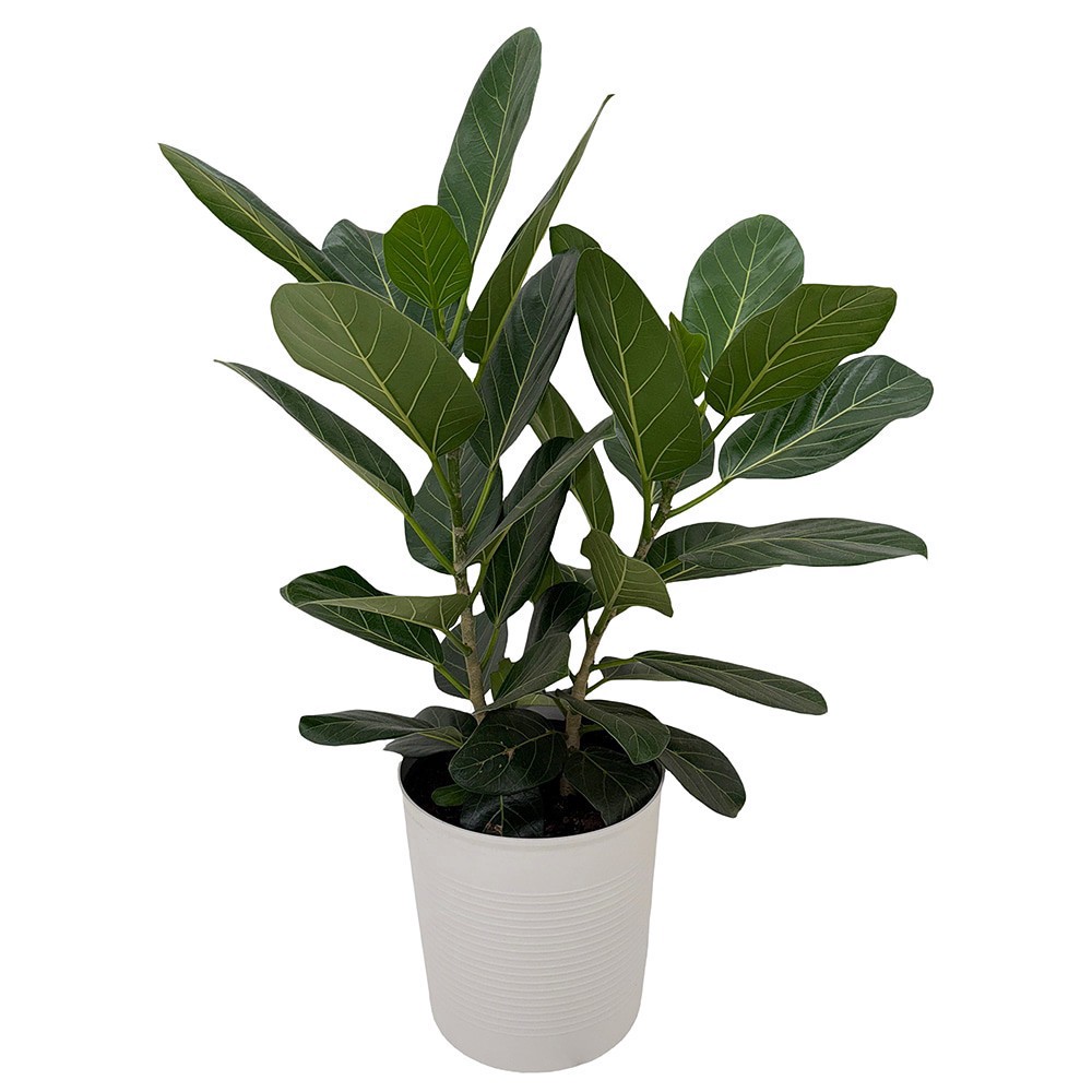 slide 3 of 3, Exotic Foliage, 1 ct