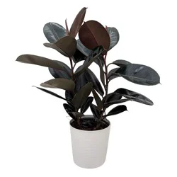 Exotic Foliage