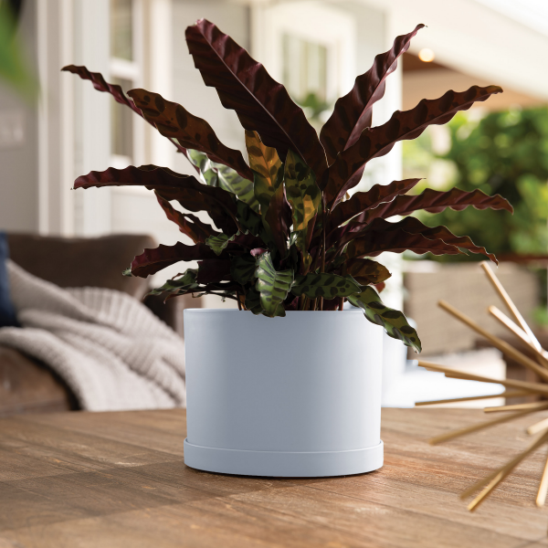 slide 4 of 4, Bloem MAT0809 Mathers Planter w/Saucer Tray White Garden Planter, 1 ct