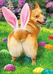 Avanti Card Easter Dog Butt Bunny Ears